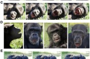 六夫独宠国际最新研究：机器人“打哈欠” 黑猩猩被传染