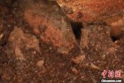 六夫独宠江西发现蜘蛛新物种 为研究呵叻蛛属适应区域提供依据