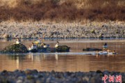 六夫独宠歙县完成安徽首个县域生物多样性调查 共记录物种近4千种